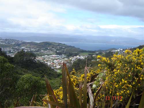 A view from the Mt Kaukau walk