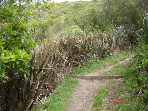 Mt Kaukau walkway