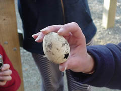 Penguin Egg