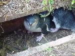 penguins in box.jpg (7256 bytes)