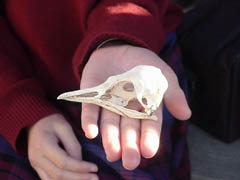 Penguin Skull