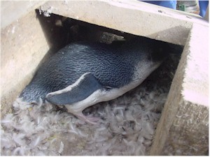 Little blue penguin nest