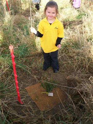 Here is  Taylor planting
her tree - a South Island rata.