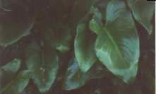 Green leaves.