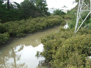 Whau river 2006. 
