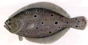 Flounder. 