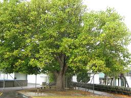 Tulip Tree. 