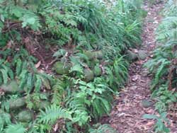 Track stones