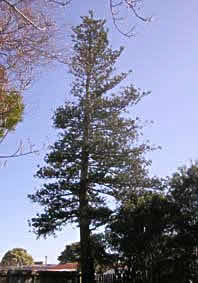 Norfolk pine