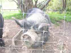 Meatloaf the pig.