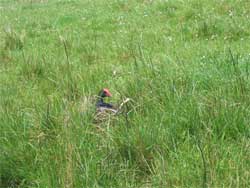 Pukeko family.