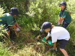 We spent a day at Shakespear park weeding and mulching the native trees.