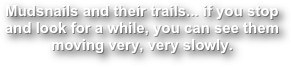 Mudsnails and their trails… if you stop and look for a while, you can see them moving very, very slowly.