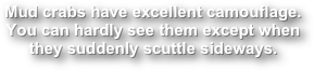 Mud crabs have excellent camouflage.  You can hardly see them except when they suddenly scuttle sideways.