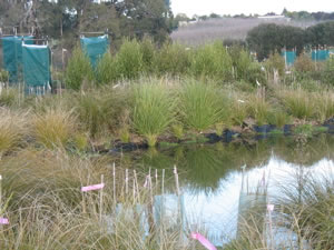 Photo of the wetlands. 