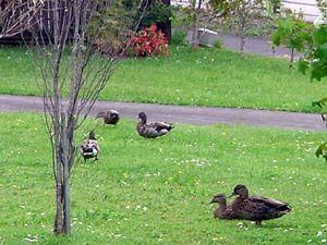 11. Ducks: Ducks in the neighbourhood enjoying the reserve.