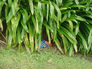 7. Rubbish: Some of the rubbish we found under the bushes.