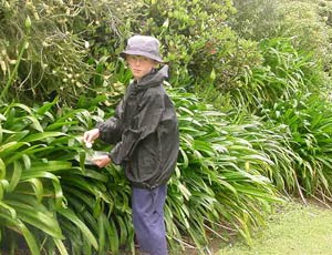 6. Taking Sample: Taking a sample from a plant's leaf to test for air pollution.