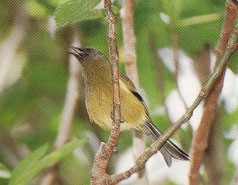 bellbird: 