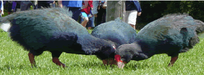 takahe1