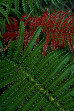 Image of a native tree fern