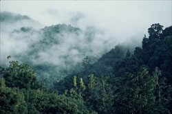 Misty Te Urewera