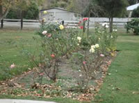 A rose garden. 