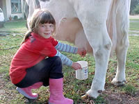 Milking the cow. 