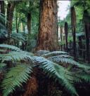Totara. 
