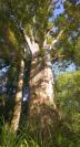Kauri. 
