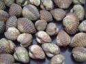 Cockles. 