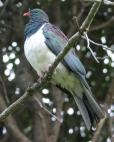 Kereru. 